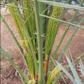 (সৌদি খেজুরের বড় চারা)big tree Tissue culture seedlings of Saudi dates Mary saplings Tree height: 1.5 feet feet Yield will come after 20 months..