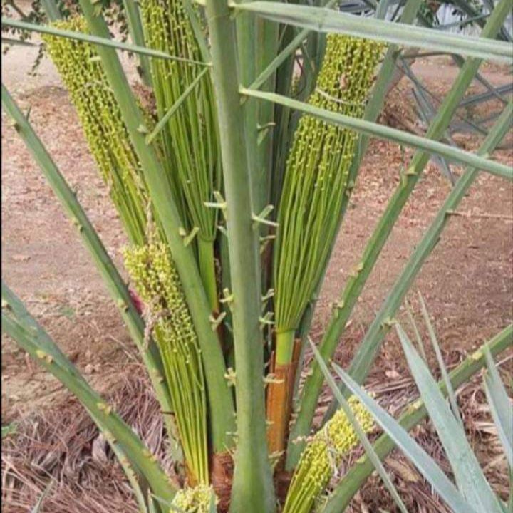 (সৌদি খেজুরের বড় চারা)big tree Tissue culture seedlings of Saudi dates Mary saplings Tree height: 1.5 feet feet Yield will come after 20 months.