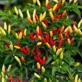 50 Tabasco Chili Pepper Seeds Capiscum frutescens Plant Seeds. 