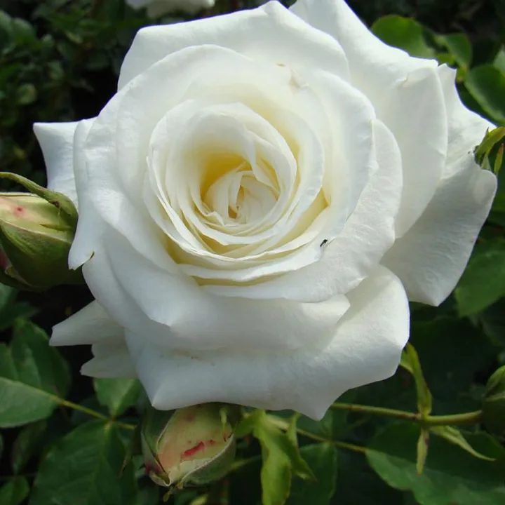 Multicolor%20Rose%20Flowers%20Seeds%2010%20Pice%20+%20Gift%20-%20Image%203