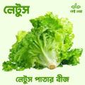 Hybrid Lettuce leaf plant (Letus pata) organic seeds 25 pieces. 