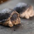 Little Snapping Turtle Statue Collectable for Bookshelf Tea House Cabinet. 