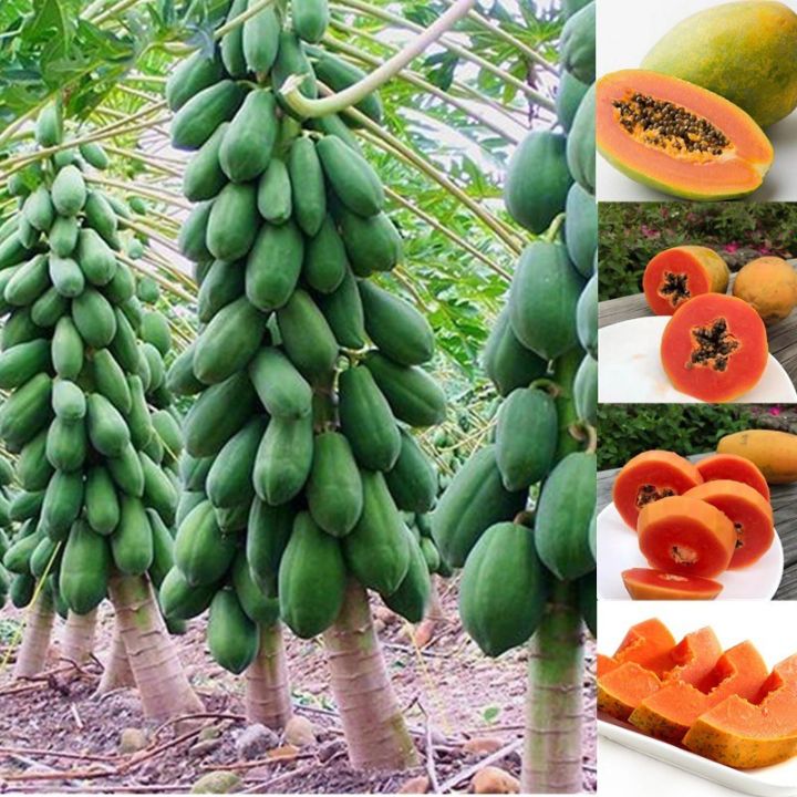 All Season Organic Bonsai Papaya Fruit Seeds- 10 Pcs Seeds