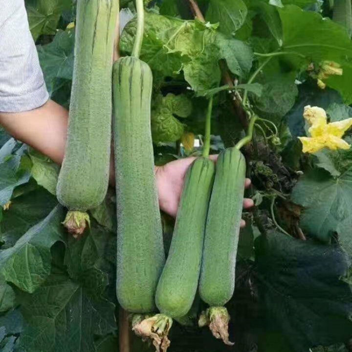 100%25%20Original%20Luffa%20Seed%20Loofah%20Seeds%20Organic%20Vegetable%20Seeds%20for%20Planting%20(30%20Seeds%20Per%20Pack)%20High%20Yield%20Vegetables%20Seeds%20for%20Gardening%20Bonsai%20Seeds%20Potted%20Live%20Plants%20for%20Sale%20Real%20Plants%20Microgreens%20Seeds%20Easy%20To%20Grow%20High%20Germination%20Rate%20-%20Image%204