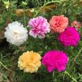 Global Moss Rose Portulaca Mixed Seeds - 50+ Seeds. 