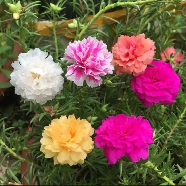 Global%20Moss%20Rose%20Portulaca%20Mixed%20Seeds%20-%2050+%20Seeds%20-%20Image%204
