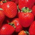 20Pcs Red Strawberry Climbing Strawberry Four Season Fruits Seeds.