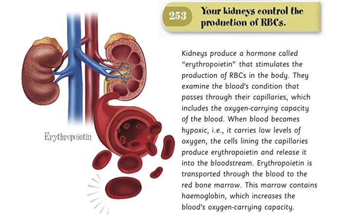 365%20Facts%20About%20the%20Human%20Body%20Hardcover%20-%20Image%205