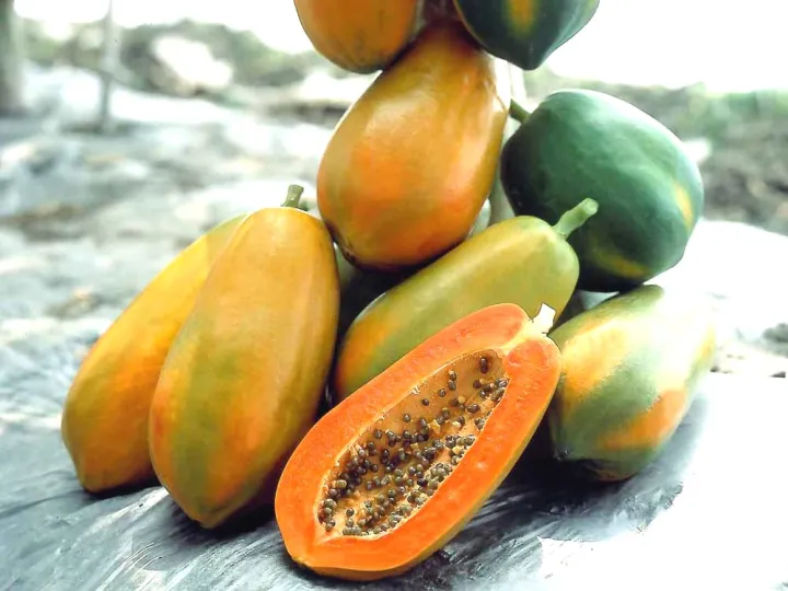 10%20Pcs%20Yellow%20Gold%20Papaya%20Seeds-%2010%20Pcs%20SeedS%20(Imported%20Global%20Seeds%20)%20-%20Image%202