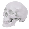 Mini Human Skull Model, 3 Parts Anatomical Skull Model with Removable Skull Cap and Articulated Mandible Durable White.