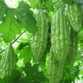 Highly Vital - "Hibrid Bitter Melon (Goz Corolla) 10 Piece, Vegetable Seeds" - Tools, DIY & Outdoor - Modern and Trendy - Excellent. 