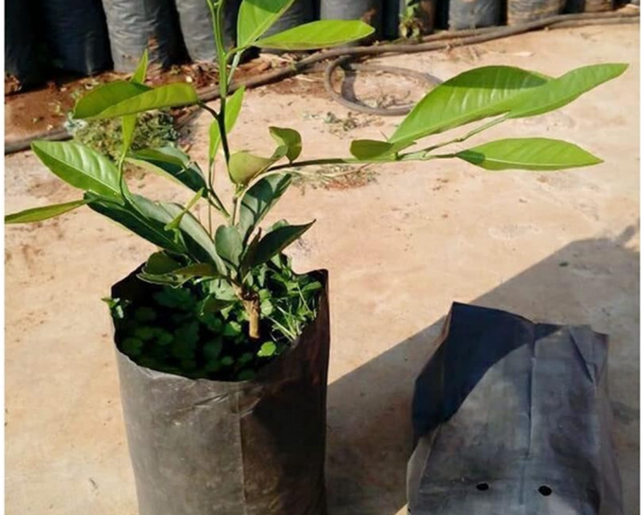 8"/8%20"%20Nursary%20%20Poly%20Bag%20Black%20%2010%20pcs%20-%20Image%204