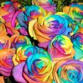 Global Rainbow Rose Flower Seeds - 15 Pcs Seeds. 