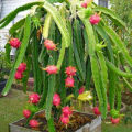 Testy Dragon Fruits Seeds 15 Pis + Gift. 