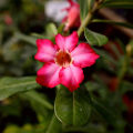 Adenium Abesham pink varity 15 piece seeds.+seeds, 90% germination rate.. 