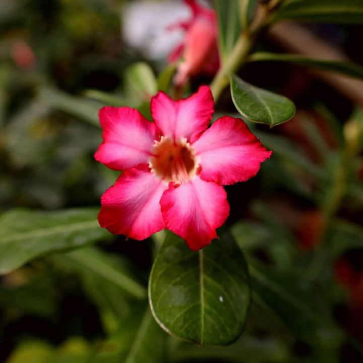 Adenium%20Abesham%20pink%20varity%2015%20piece%20seeds.+seeds,%2090%25%20germination%20rate.%20-%20Image%207