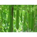 Long Gourd / Lau Seeds (লম্বা লাউ বীজ) - 10 Pcs Seeds. 