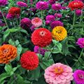 Global Zinnia Flower Seeds  - 20 Pcs SeedS. 