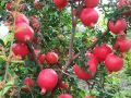 Organci Giant Red Bonsai Vedana Seeds - 20 Pcs Seeds.