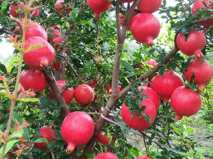 Organci%20Giant%20Red%20Bonsai%20Vedana%20Seeds%20-%2020%20Pcs%20Seeds%20-%20Image%207