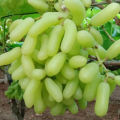 10 Pcs/bag Very Rare Long Green Grape Organic Heirloom Fruit Natural Grapes Seeds Pot/Terrace For Home Garden (বীজ). 