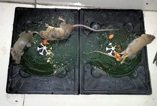 Rat%20killing%20gum%20china%20rat%20glue%20trap%20rat%20catching%20trap%20Vintage%20ChoiceTo%20Exprerience%20Greatness%20(5pices)%20-%20Image%206