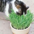 Bioline Cat Grass Kit 12g. 