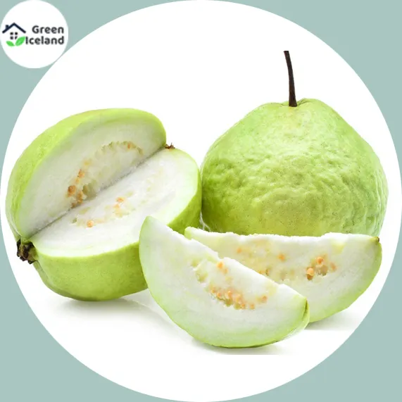 Guava%20Bonsai%20Delicious%20Tropical%20Fruit%20Potted%20Non%20Transgenic%20Outdoor%20Plants%20Fruit%20Tree%20For%20Home%20Garden%20Planting-%2030%20Pcsee%20%20seeds%20-%20Image%202