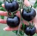 All Season Black Cherry Tomato Seeds - 20 Pcs SeedS.