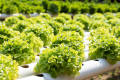 All season Lettuce leaf seed 40pice + gift. 
