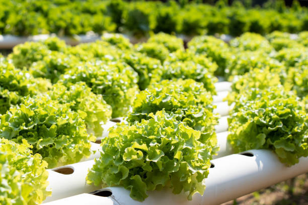 All%20season%20Lettuce%20leaf%20seed%2040pice%20+%20gift%20-%20Image%206