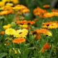 Calendula Flower - 15/30 pcs Seed - ক্যালেন্ডুলা ফুলের বীজ মিক্সড কালার হাইব্রিড বীজ - Mixed Color. 
