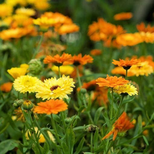 Calendula%20Flower%20-%2015/30%20pcs%20Seed%20-%20%E0%A6%95%E0%A7%8D%E0%A6%AF%E0%A6%BE%E0%A6%B2%E0%A7%87%E0%A6%A8%E0%A7%8D%E0%A6%A1%E0%A7%81%E0%A6%B2%E0%A6%BE%20%E0%A6%AB%E0%A7%81%E0%A6%B2%E0%A7%87%E0%A6%B0%20%E0%A6%AC%E0%A7%80%E0%A6%9C%20%E0%A6%AE%E0%A6%BF%E0%A6%95%E0%A7%8D%E0%A6%B8%E0%A6%A1%20%E0%A6%95%E0%A6%BE%E0%A6%B2%E0%A6%BE%E0%A6%B0%20%E0%A6%B9%E0%A6%BE%E0%A6%87%E0%A6%AC%E0%A7%8D%E0%A6%B0%E0%A6%BF%E0%A6%A1%20%E0%A6%AC%E0%A7%80%E0%A6%9C%20-%20Mixed%20Color%20-%20Image%203
