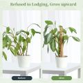 Coco Pole-Cocopeat Stick for indoor Plant 1 pcs 36 Inchi. 