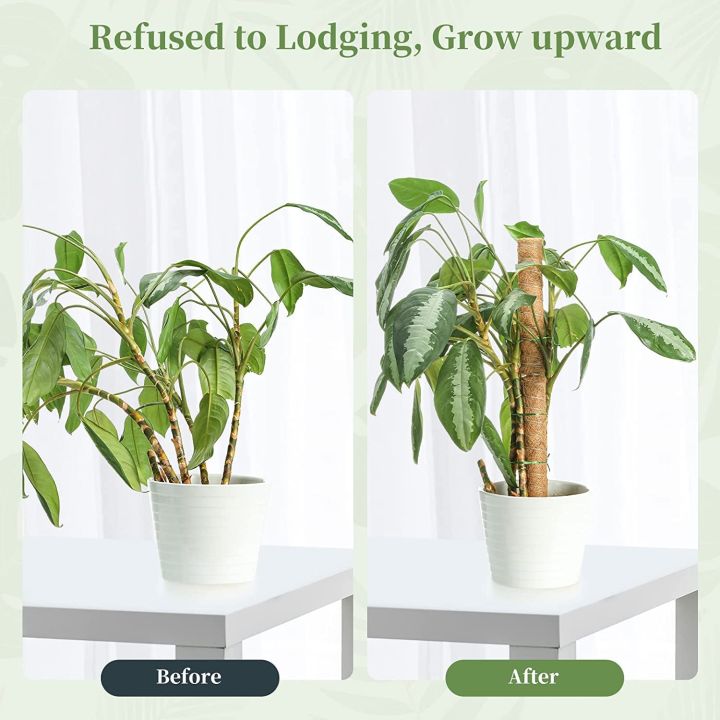 Coco%20Pole-Cocopeat%20Stick%20for%20indoor%20Plant%201%20pcs%2036%20Inchi%20-%20Image%204