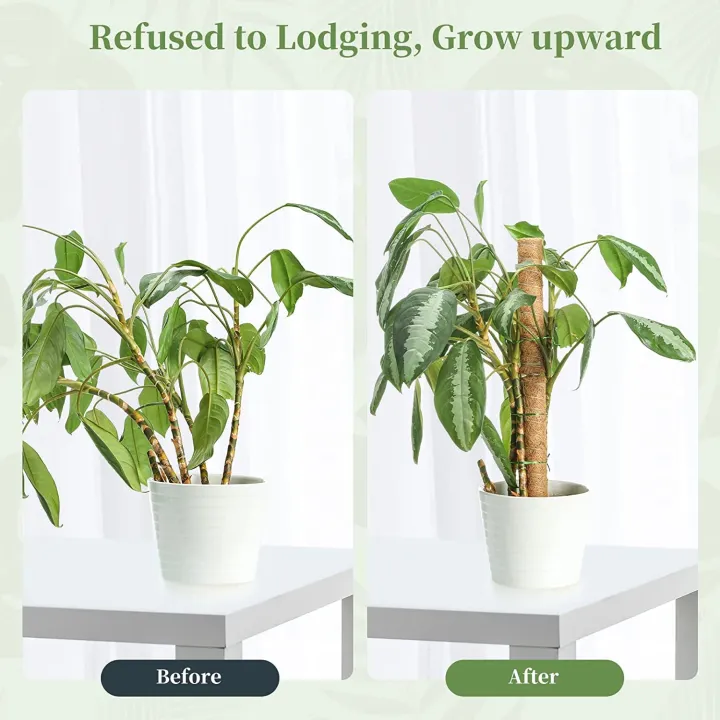 Coco%20Pole-Cocopeat%20Stick%20for%20indoor%20Plant%201%20pcs%2036%20Inchi%20-%20Image%204