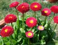 ডেইজি / Daisy Flower Seed - 20/40+ pcs Seed Bellis Perensis Flower Seed Mixed Color Flower. 
