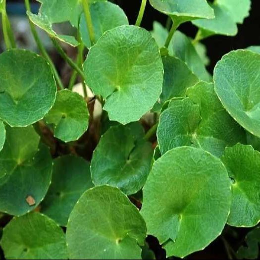 Centella%20leaf%20powder/Thankuni%20pata%20gura-%20100gm%20-%20Image%205