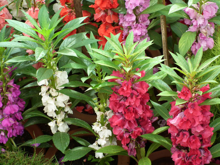 %E0%A6%A6%E0%A7%8B%E0%A6%AA%E0%A6%BE%E0%A6%9F%E0%A6%BF%20/%20Balsam%20Flower%20Seed%20-%2020/40%20pcs%20Mixed%20Colo%20For%20All%20Season%20Imported%20Hybrid%20Seed%20-%20%E0%A6%A6%E0%A7%8B%E0%A6%AA%E0%A6%BE%E0%A6%9F%E0%A6%BF%20%E0%A6%AB%E0%A7%81%E0%A6%B2%E0%A7%87%E0%A6%B0%20%E0%A6%AC%E0%A7%80%E0%A6%9C%20%E0%A6%AE%E0%A6%BF%E0%A6%95%E0%A7%8D%E0%A6%B8%E0%A6%A1%20%E0%A6%95%E0%A6%BE%E0%A6%B2%E0%A6%BE%E0%A6%B0%20-%20Image%205