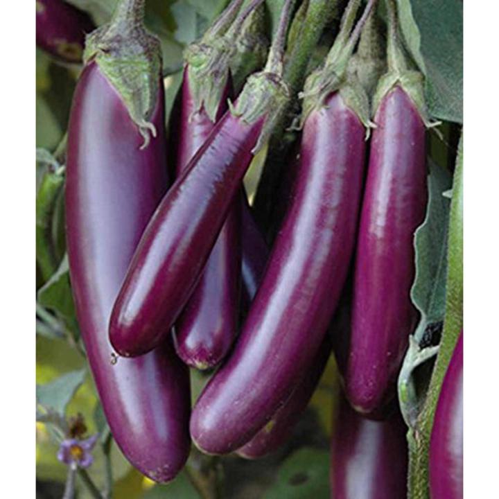 Bankim Purple Long Eggplant Brinjal Begun -100 seeds