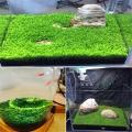 300+ Leoie Aquarium Plant Seeds Aquatic Water Grass for Fish Tank Foreground Plant Decor. 