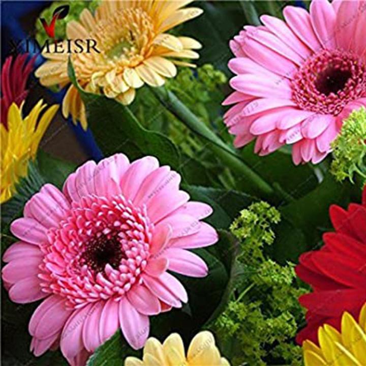 Graines Lotus Bonsai 10 Pcs - Seeds 22 - Graines Aquatiques Hydroponiques Pour Nénuphar Et Jardin D'Eau