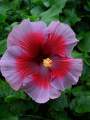 Hybrid hibiscus flower seeds / joba flower seeds multicolor 10 pis + gift.
