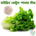 100+Pcs -Home garden plant Lettuce Grand Rapid Seeds Easy to Grow. 