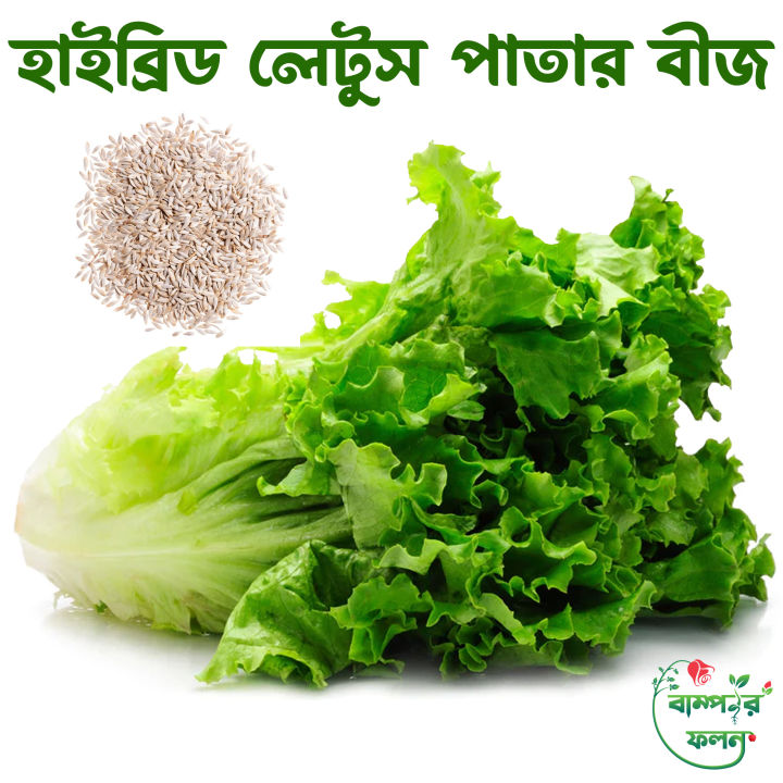 100+Pcs -Home garden plant Lettuce Grand Rapid Seeds Easy to Grow