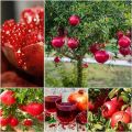 All Season Sweet Pomegrante Bedana - 20+ Seeds. 