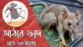 কারেন্ট ইঁদুর ধরার গাম Current Rat Glue Trap- 1 Pis.