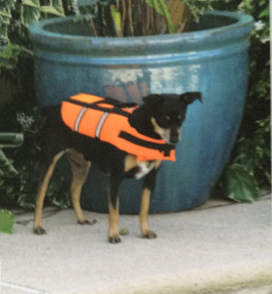 Pet%20life%20jacket%20Outdoor%20dog%20swimming%20Training%20Swimming%20suit%20-%20Image%206