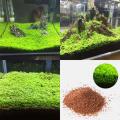 300+ Leoie Aquarium Plant Seeds Aquatic Water Grass for Fish Tank Foreground Plant Decor. 