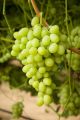 Easy to grow Sweet climbing Green Grape Seeds -20 Pcs Seeds.